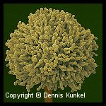 Aspergillus flavus Aspergillus flavus