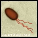 Escherichia coli Escherichia coli