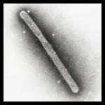 Avian Influenza A (H5N1) Avian Influenza A (H5N1)
