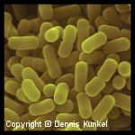 Lactobacillus plantarum Lactobacillus plantarum