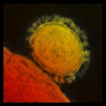 Middle East Respiratory Syndrome Coronavirus (MERS-CoV) Middle East Respiratory Syndrome Coronavirus (MERS-CoV)